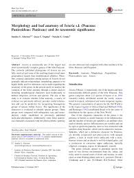 Image result for Setaria pseudaristata