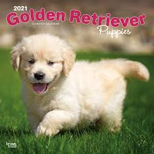 Golden Retriever Puppies Calendar 2021 Animal Den