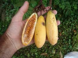 This will allow you to plant any fruit tree in that site, while giving the fruit tree roots proper drainage. A High Altitude Growing Passion Fruit The Curuba Or Taxo Dave S Garden