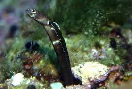 Pin On Fishes