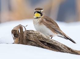 Image result for American Birds