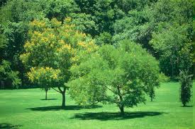 Image result for Peltophorum africanum