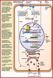 Image020 Jpg 418 608 Pixels Signal Transduction Hormones Plant Growth