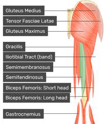 This is a table of skeletal muscles of the human anatomy. Semitendinosus Attachments Actions Innervation
