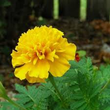 We did not find results for: Jual Bibit Bunga Marigold Kuning Benih Bunga Marigold Kuning Di Lapak De Coral Bukalapak