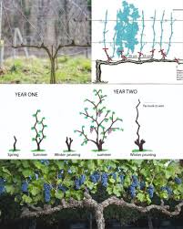Image result for grape pruning