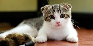 Crazy cats cat lovers oriental shorthair cats cute cats beautiful cats kittens cutest i love cats cat breeds pretty cats. Top 12 Most Expensive Cat Breeds In The World Ashera Vs Savannah Financesonline Com