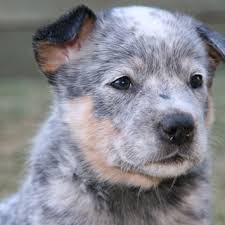 A Clear Faced No Mask Blue Australian Cattle Dog Aged 6 Weeks Download Scientific Diagram