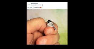 It is native to cuba. Is This A Photo Of A Zunzuncito The World S Smallest Bird Snopes Com