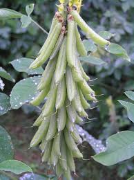 Image result for Crotalaria oocarpa