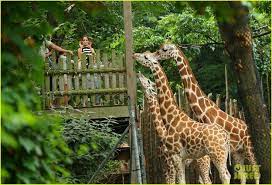 Bronx Zoo Bronx Zoo Singapore Zoo Zoo