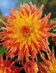 They are available in cactus and. Star Elite Cactus Dahlia Planting Bulbs Amazing Flowers Summer Plants