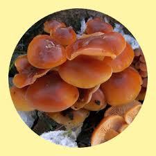 Gruppo Micologico Castellano