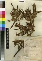 Image result for Brachylaena huillensis