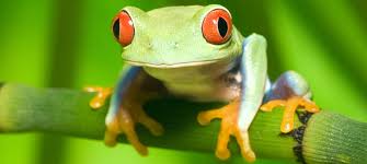 Hasil gambar untuk animal