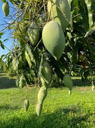 Image result for Mangifera