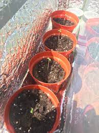 Maybe you would like to learn more about one of these? 3 X White Widow 1 X Northern Lights Uk Outdoor Grow Day 6 Autoflowers