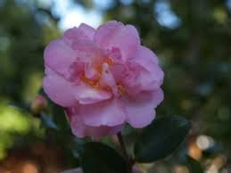 Cotton Candy Camellia Small Leaves Small Light Pink Flowers But Lots Of Them On An Upright Bush Camellia Light Pink Flowers Pink Flowers