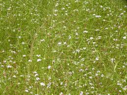 Image result for Hoslundia