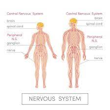 The central nervous system is the part of the nervous system consisting primarily of the brain and spinal cord. Central Nervous System Definition Function Parts Biology Dictionary