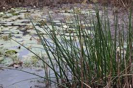 Image result for Cyperus articulatus