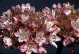 Image result for Plumbaginaceae