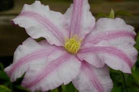 We did not find results for: Clematis Vancouvertm Morning Mist