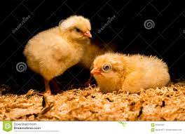 Newborn Baby Chickens Under Heat Lamp Stock Image Image Of Chicken Poultry 95287337