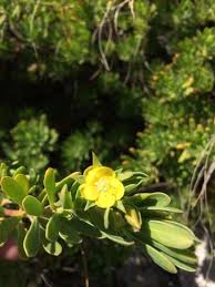 Image result for Surianaceae