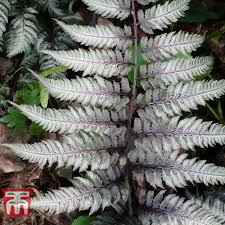 Image result for Athyrium newtonii