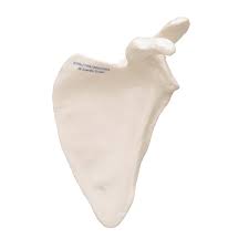 Kürek kemiği kırıkları düşme sonucunda ya da kuvvetli bir şekilde çarpma sonucunda meydana gelen kırıklar olmaktadır. Scapula Hand And Arm Skeleton Models Human Bone Model Extremities Arm And Hand Teaching Models Skeleton Hand Skeleton Arm