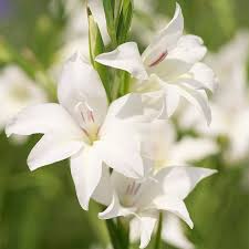 Image result for Gladiolus brachyphyllus