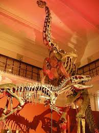 Dinosaur Exhibit Australian Museum 1 Dinosaur Exhibition Exhibition Extinct Animals