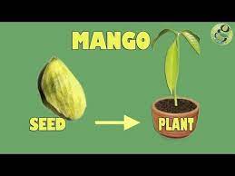 Mango Seed Germination Easily Grow Mango Tree From Seed With Time Lapse And Result Youtube Growing Mango From Seed Fruit Trees Seed Germination