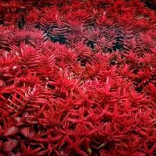 Image result for Rotala gossweileri