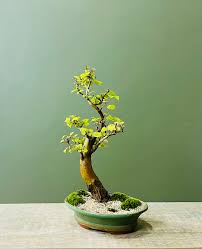 Image result for Celtis africana