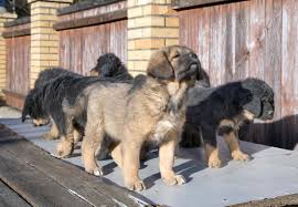 Maybe you would like to learn more about one of these? How Much Does A Tibetan Mastiff Cost Puppy Price And Expenses