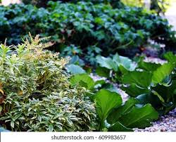 Pieris japonica, the japanese andromeda or japanese pieris, is a species of flowering plant in the heath family ericaceae. Pieris Japonica Flaming Silver Bergenia Cordifolia Stock Photo Edit Now 609983657