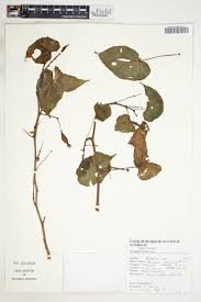 Image result for Helichrysum longiramum