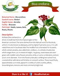 Image result for Bixa