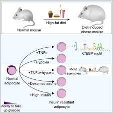 Analysis Of In Vitro Insulin Resistance Models And Their Physiological Relevance To In Vivo Diet Induced Adipose Insulin Resistance Sciencedirect