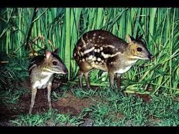 The mouse deer, or chevrotain, is an incredibly fascinating species and one which science doesn't yet fully historically the terms mouse deer and chevrotain were used interchangeably when discussing. Cute Indian Chevrotain Mouse Deer In Mysore Zoo Youtube