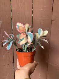 Image result for Kalanchoe fedtschenkoi