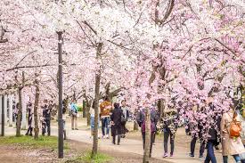 We did not find results for: Cherry Blossoms Viewers Osaka Castle Park Living Nomads Travel Tips Guides News Information