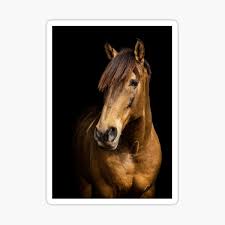 Races are a feature in star stable online that refers to any competition or task within the game that can be replayed each day for players to train their horses. Lusitanos Stickers Redbubble