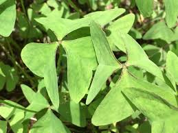 Image result for Oxalis latifolia