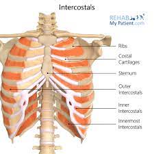 The internal intercostal attaches to the bodies of the ribs and their costal cartilages all the way to the sternum anteriorly and posteriorly as far as the . Intercostals Rehab My Patient