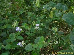 Image result for Crotalaria vasculosa