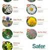 While gathering pollen and nectar for food, bees carry pollen from one flower to another, ensuring plant. 1