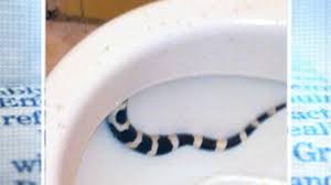 Snakes tend to enter a building for one first, take a deep breath and shut the toilet lid. Snakes Beware Of Your Toilet Video Abc News